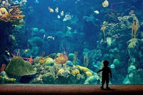 The Florida Aquarium