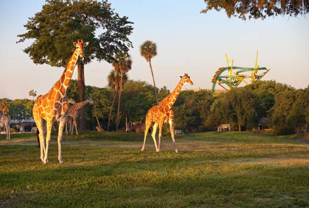 Busch Gardens
